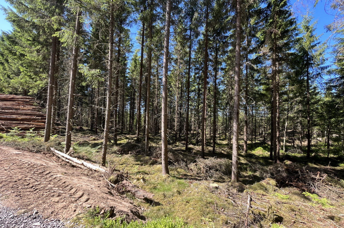 Max Hout BV | Nieuws | Duurzaambosbeheer en gecertificeerd hout.